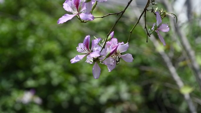 春天公园盛开的紫荆花随风摇曳