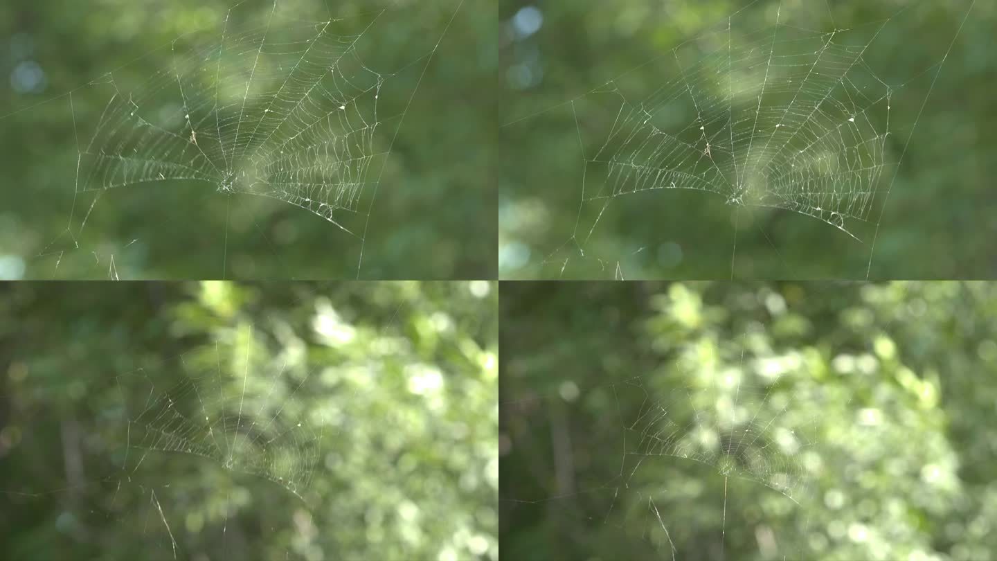 阳光下的蜘蛛网 绿荫 4K