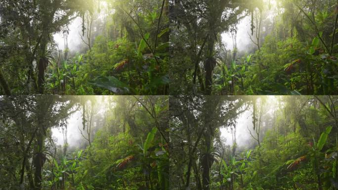 清晨雾蒙蒙的丛林雨林。马来西亚金马仑高地，镜头穿过长满青苔的树木、灌木丛和藤蔓