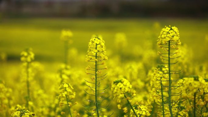 五颜六色的油菜花