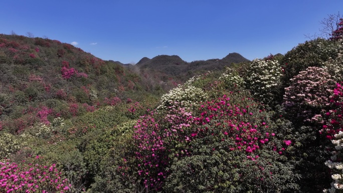 航拍贵州百里杜鹃景区花草蓝天白云