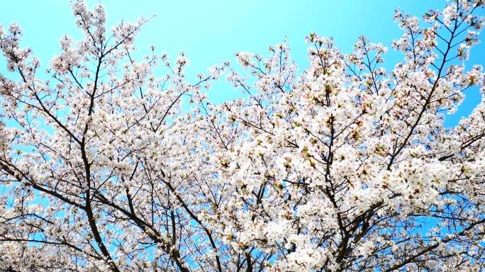 蓝天下的樱花