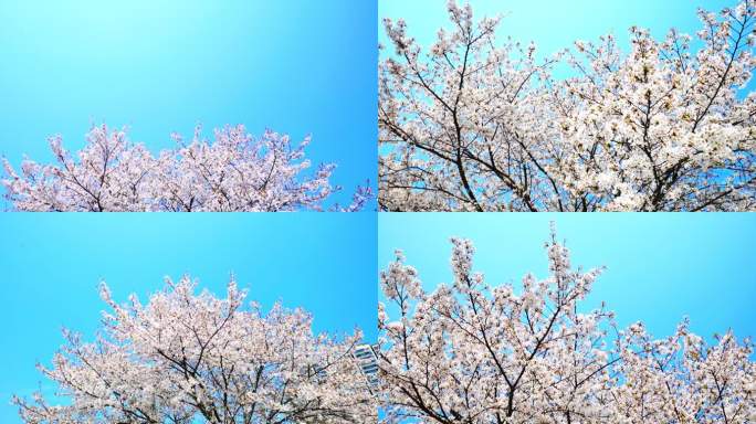 蓝天下的樱花