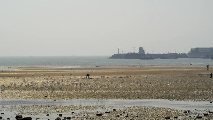 赶海的人和海鸥