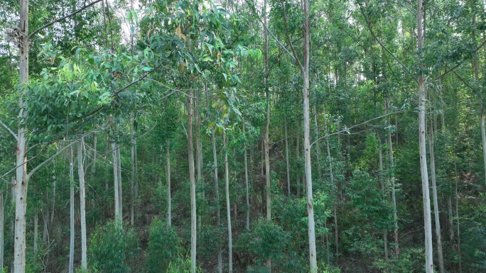 阳光下森林风吹树林大风吹树叶风吹丛林树枝