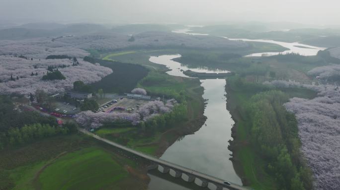 4K航拍贵州平坝樱花