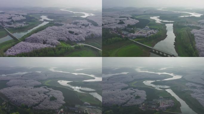 4K航拍贵州平坝樱花