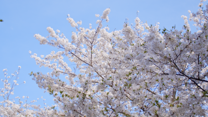 樱花花海 蓝天樱花 樱花节4K