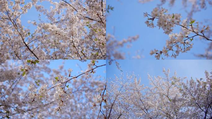 樱花花海 蓝天樱花 樱花节4K