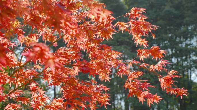 秋天红枫树林春天小清新红色鸡爪槭