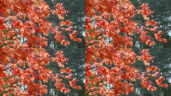 秋天红枫树林春天小清新红色鸡爪槭