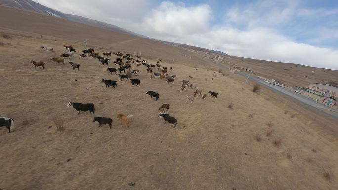 草原上散养的牦牛群放牧fpv穿越机航拍