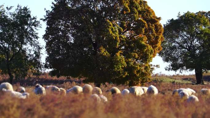 内蒙古兴安盟草原上的羊群和牛群