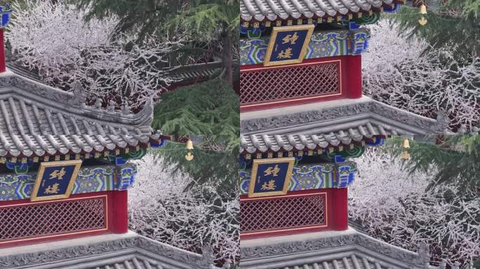 西安地标广仁寺寺庙红墙拱门山桃花春天航拍