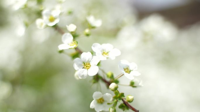 05珍珠绣线菊