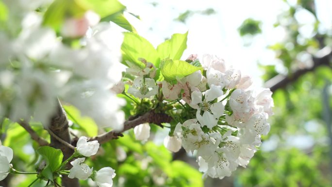 室内樱桃树 樱桃树开花 开花 樱桃树