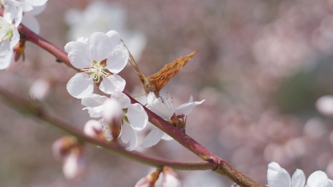 春天盛开山桃花梅花樱花蜜蜂采蜜