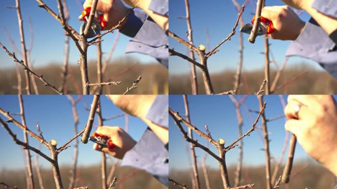 SLO MO水果种植者。使用剪枝剪仔细修剪和塑造树枝的准确性。早春修剪果树