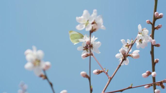 春天盛开山桃花梅花樱花蜜蜂采蜜