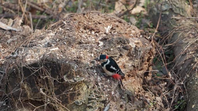 春天的首尔森林，雄性大斑啄木鸟在腐烂的原木上觅食——特写慢动作
