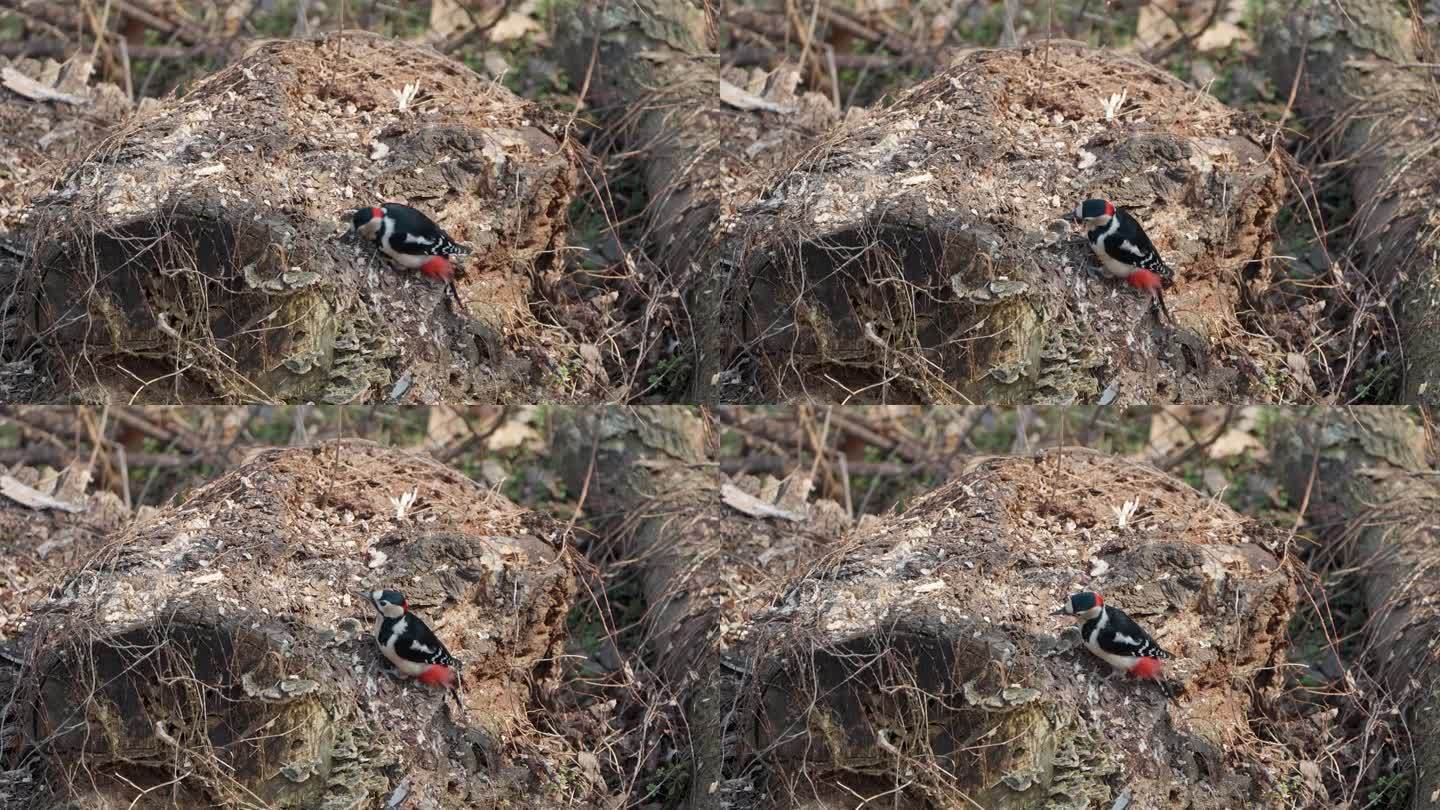 春天的首尔森林，雄性大斑啄木鸟在腐烂的原木上觅食——特写慢动作