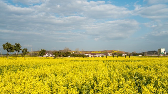 汉中油菜花延时