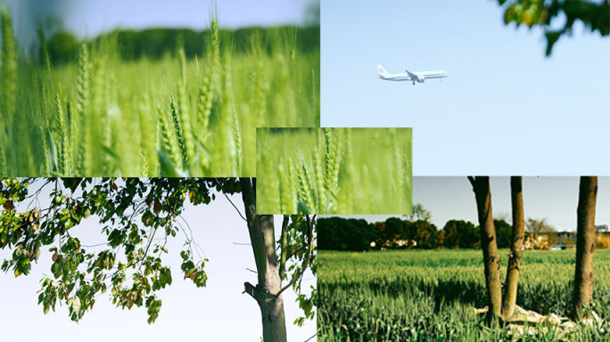 麦子麦田唯美植物空镜飞机划过天空