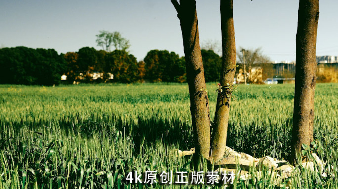 麦子麦田唯美植物空镜飞机划过天空