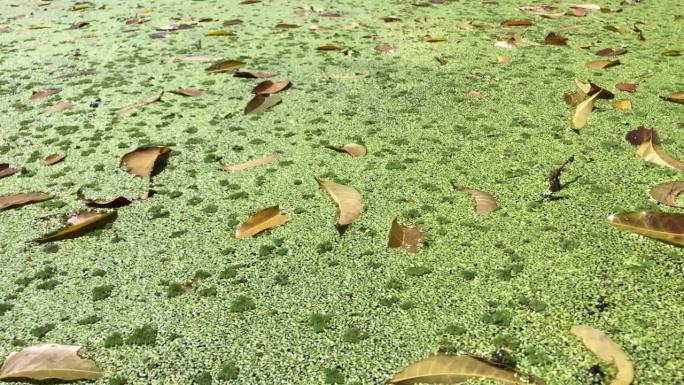 皱叶水莴苣的萌发阶段导致了入侵水生植物的形成，污染了淡水湖。