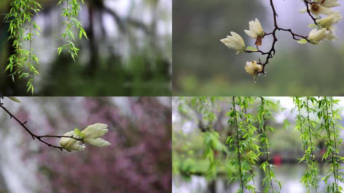 （8镜合集）清明雨天雨滴春雨垂柳花朵慢镜