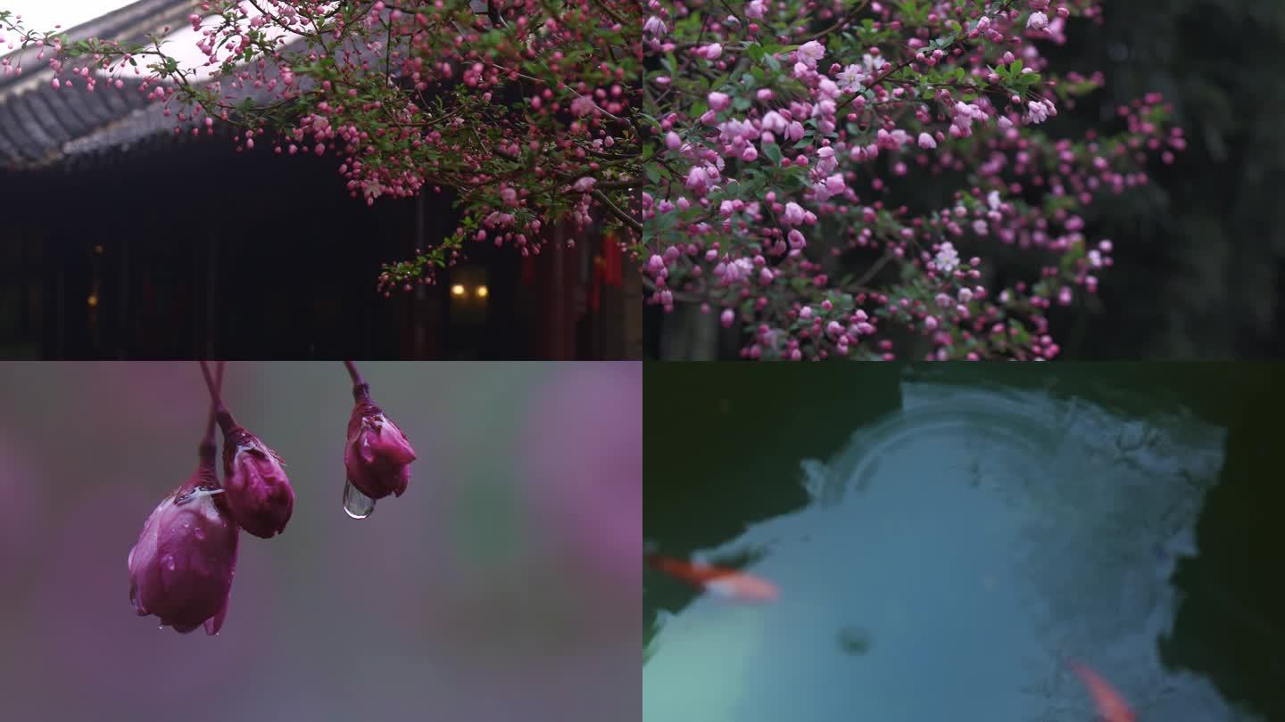 海棠花、雨天、何园、情绪空镜
