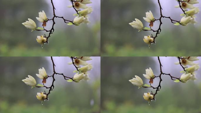 下雨天挂着雨滴的玉兰花白玉兰