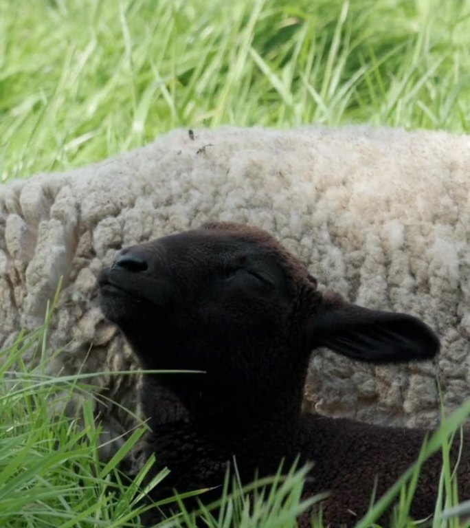 一只黑色的小羊依偎在郁郁葱葱的草地上，展现了一幅田园风光。垂直视频。