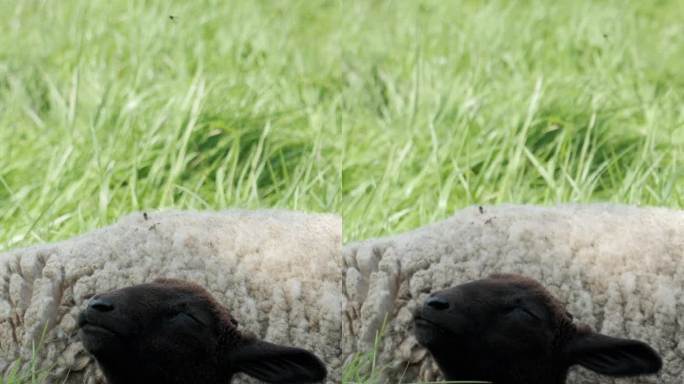一只黑色的小羊依偎在郁郁葱葱的草地上，展现了一幅田园风光。垂直视频。