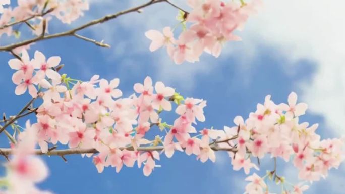 最美樱花樱树集锦花丛蓝天白云山川河流