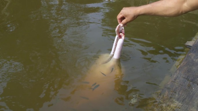 粉红色的海豚在河里被小鱼包围着喂食。