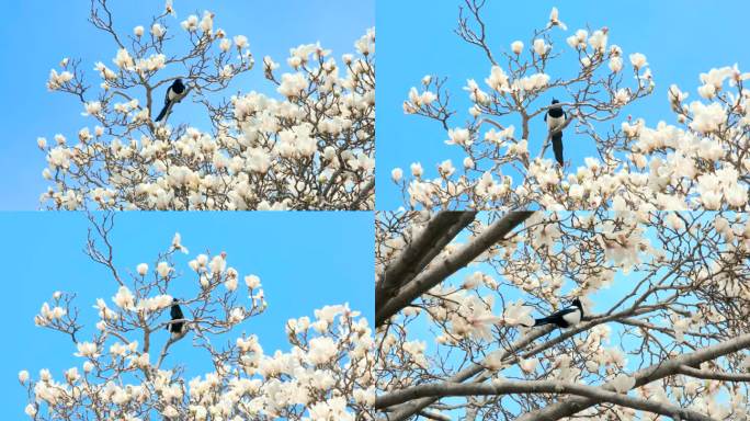 北京春天白玉兰花开喜鹊站在枝头