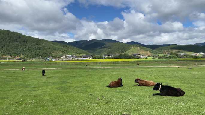 实拍香格里拉草原上悠闲的牛牛们