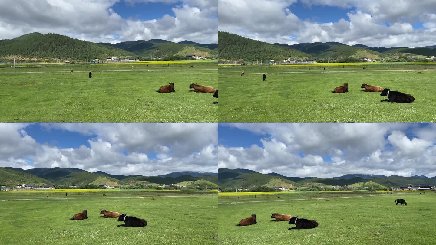 实拍香格里拉草原上悠闲的牛牛们