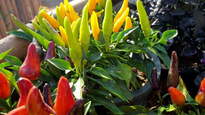 五颜六色的花园辣椒植物烹饪食物植物早晨阳光4k