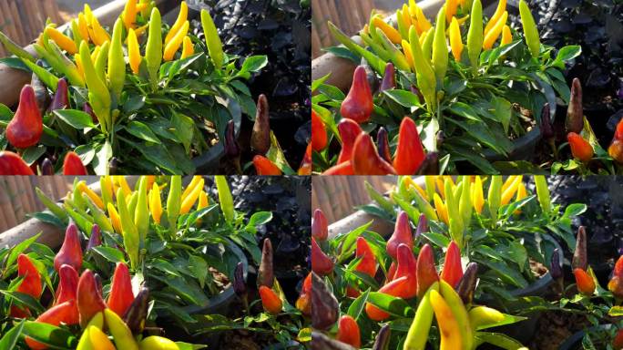 五颜六色的花园辣椒植物烹饪食物植物早晨阳光4k