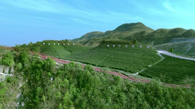 茶叶种植基地风景