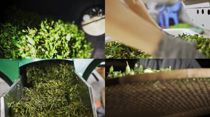 茶叶制作过程 制作流程 单丛茶制作