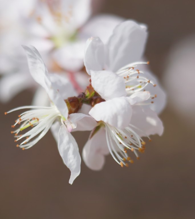 春天盛开山桃花梅花樱花蜜蜂采蜜