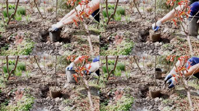 一个人在院子里种植灌木。景观美化，在地面准备种植植物的洞。