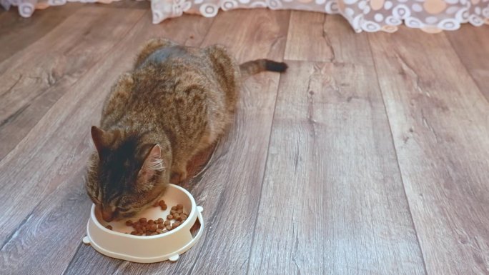 一只可爱的灰红色家猫的特写，它正在吃地板上碗里的干粮。健康的猫吃东西吃得津津有味。照顾和维护家里的动