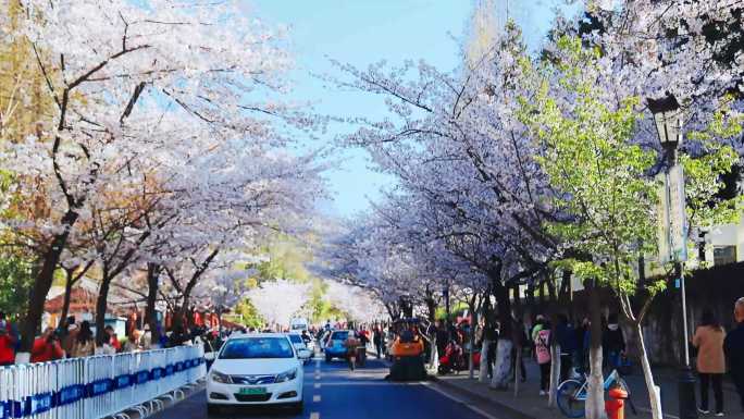 南京樱花樱花树鸡鸣寺古寺实拍全集