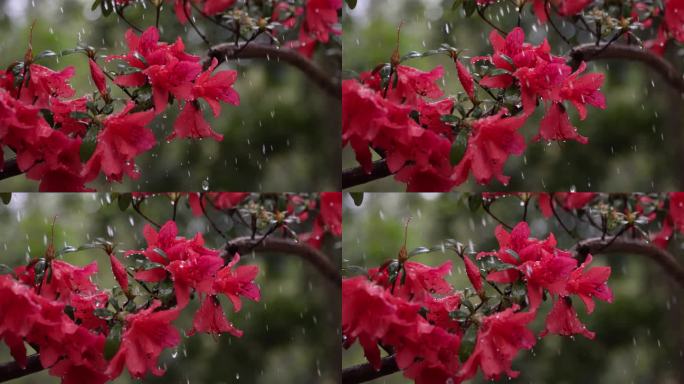 映山红雨露唯美空镜头