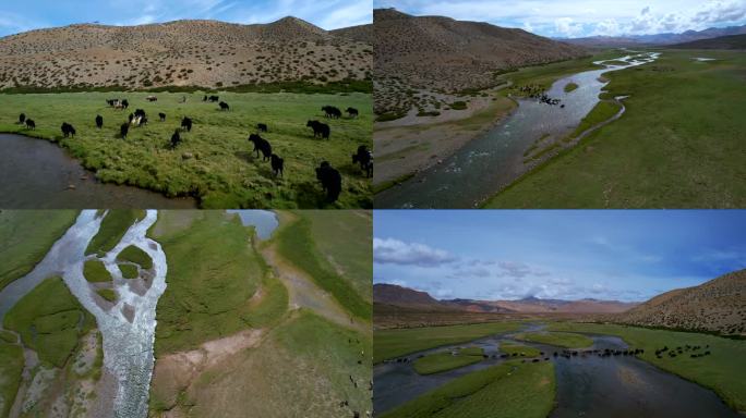 西藏 高原 草原 牦牛