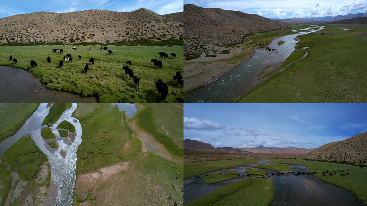 西藏 高原 草原 牦牛